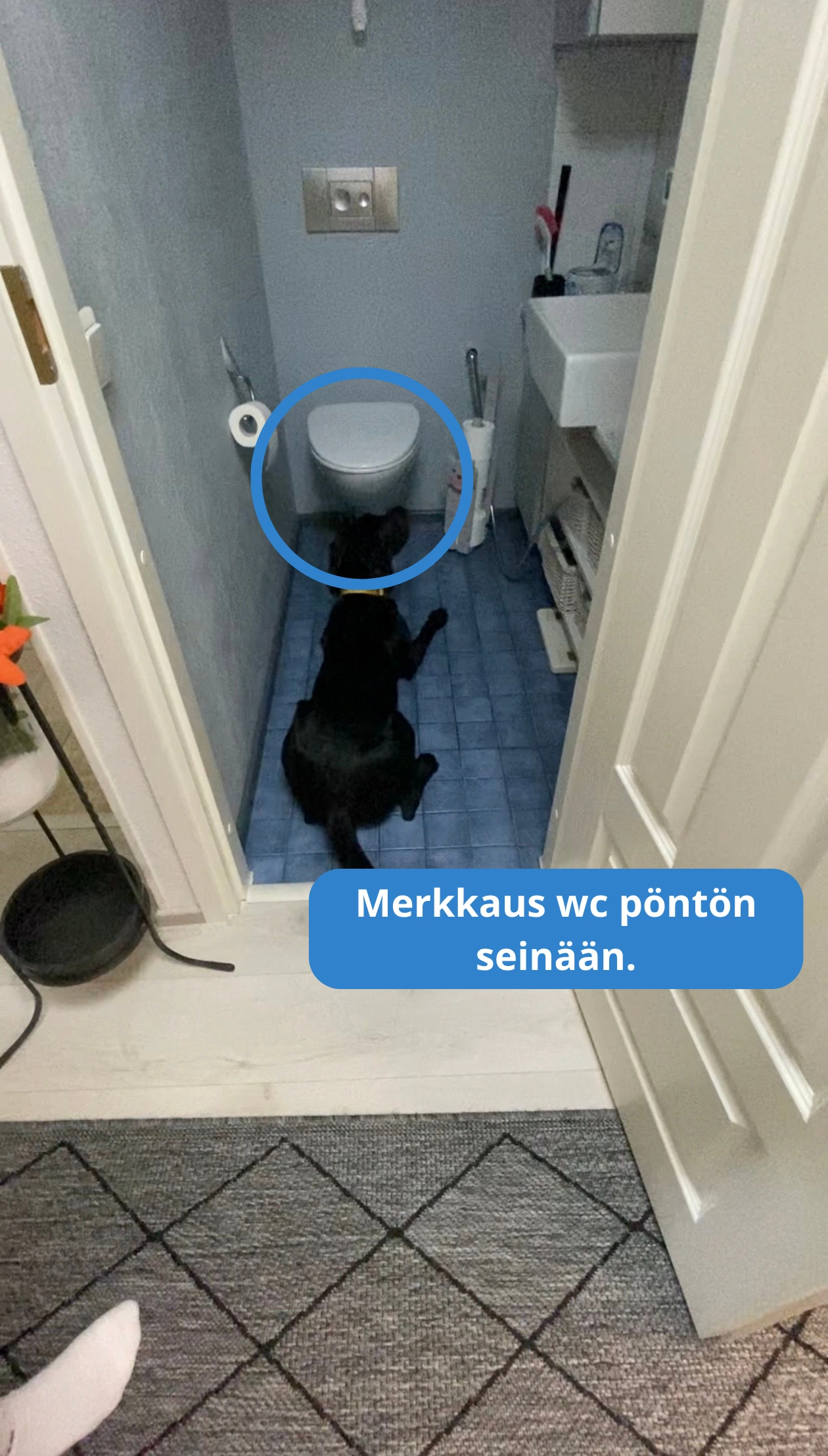 homekoira merkkaus